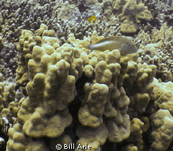 Big Island, Hawaii. by Bill Arle 